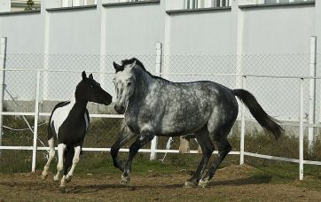Наши лошади