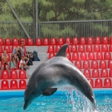 Представление дельфинария